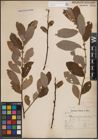 Foto von Salix cinerea L.